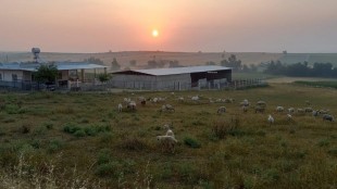 Damyeri Mahallesinde Satılık Çiftlik